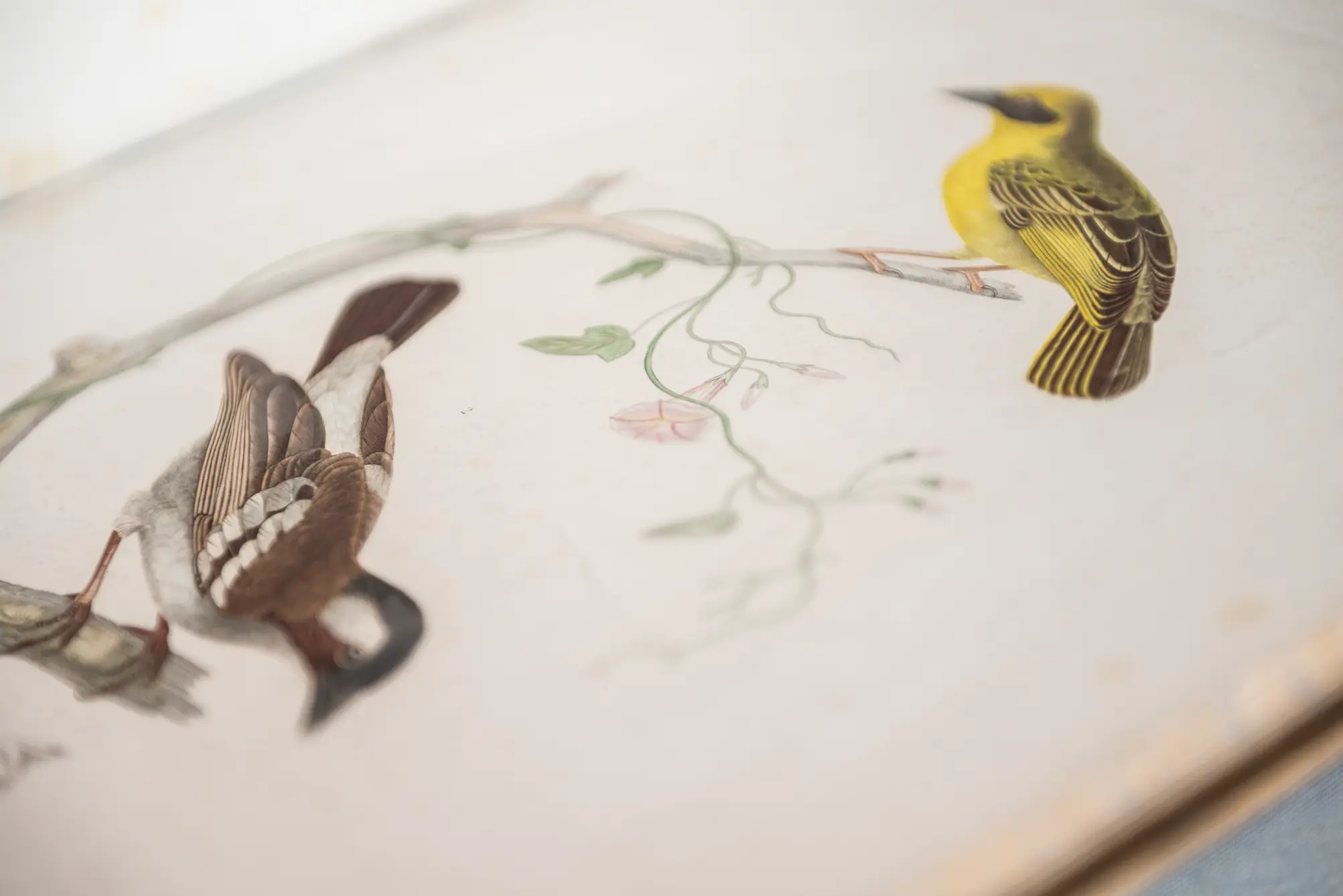 Illustration animalière dans « Voyage en Abyssinie »